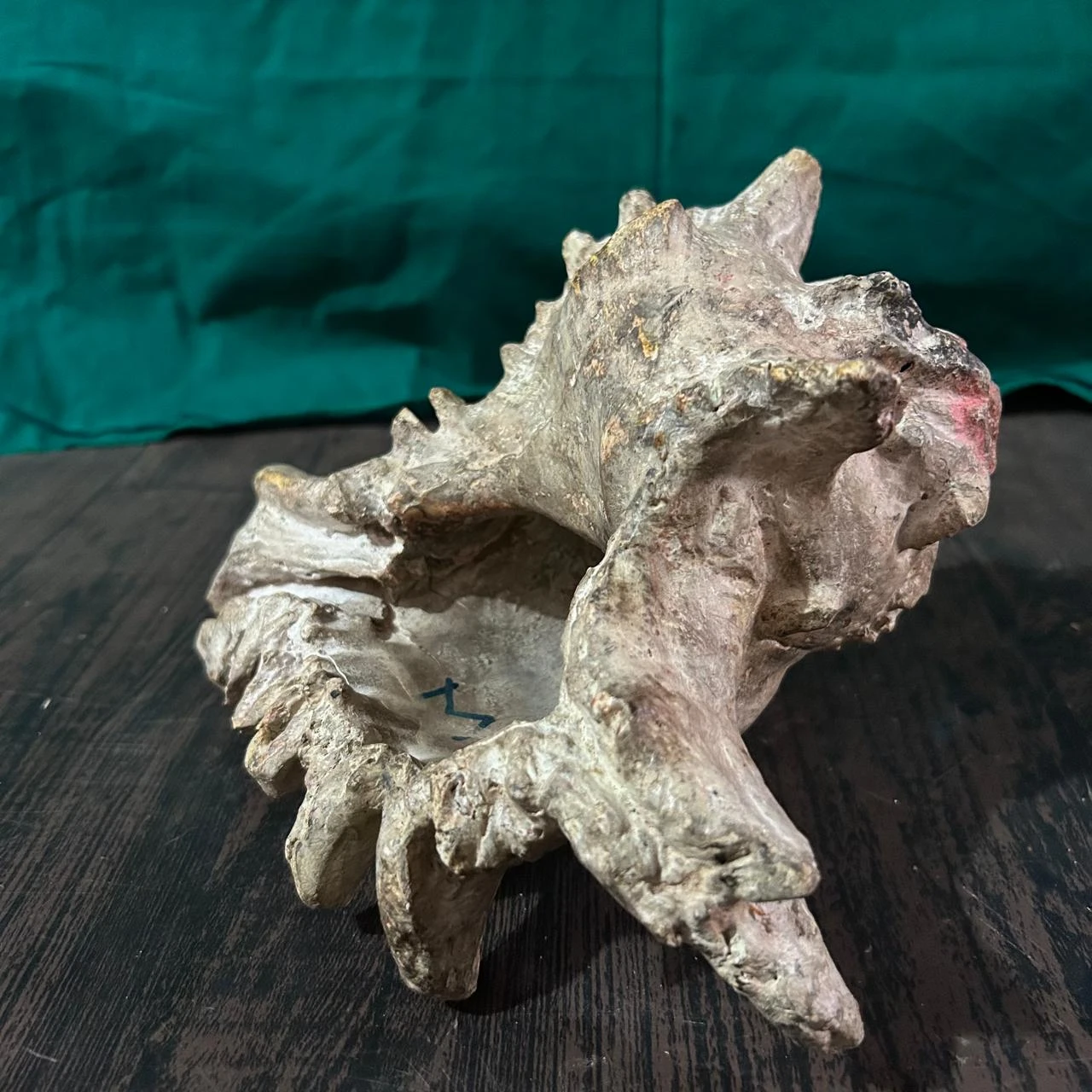 Vintage Decorative Sea Shell Prop